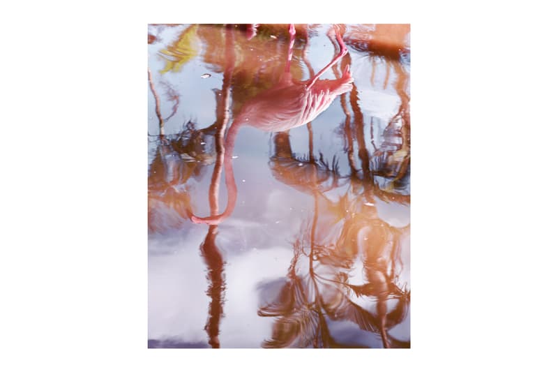 Anastasia Samoylova Adaptation Saatchi Gallery London Solo Exhibition Photography Art Artworks