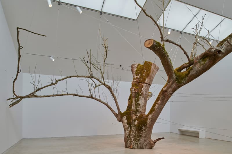 anya gallacio turner contemporary preserve exhibition art artworks