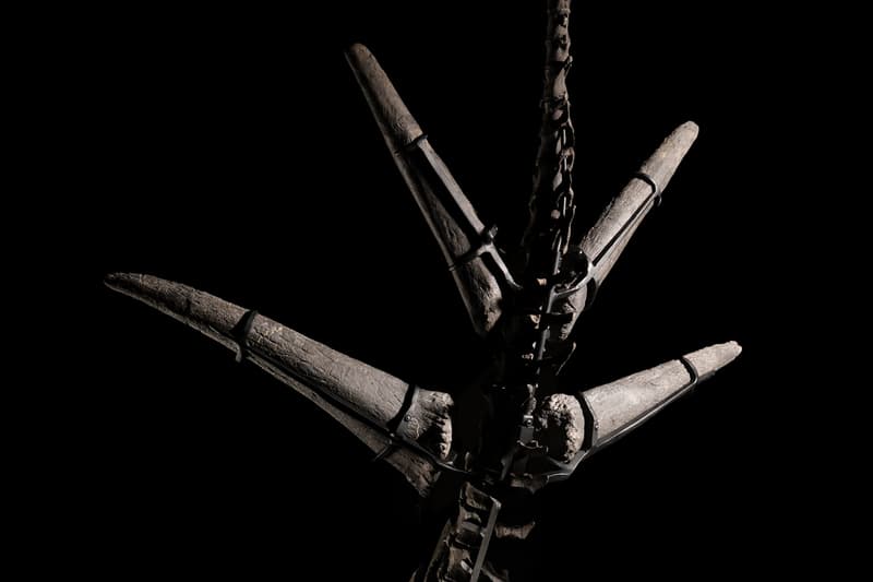 Sotheby’s Stegosaurus Dinosaur Fossil Auction Record