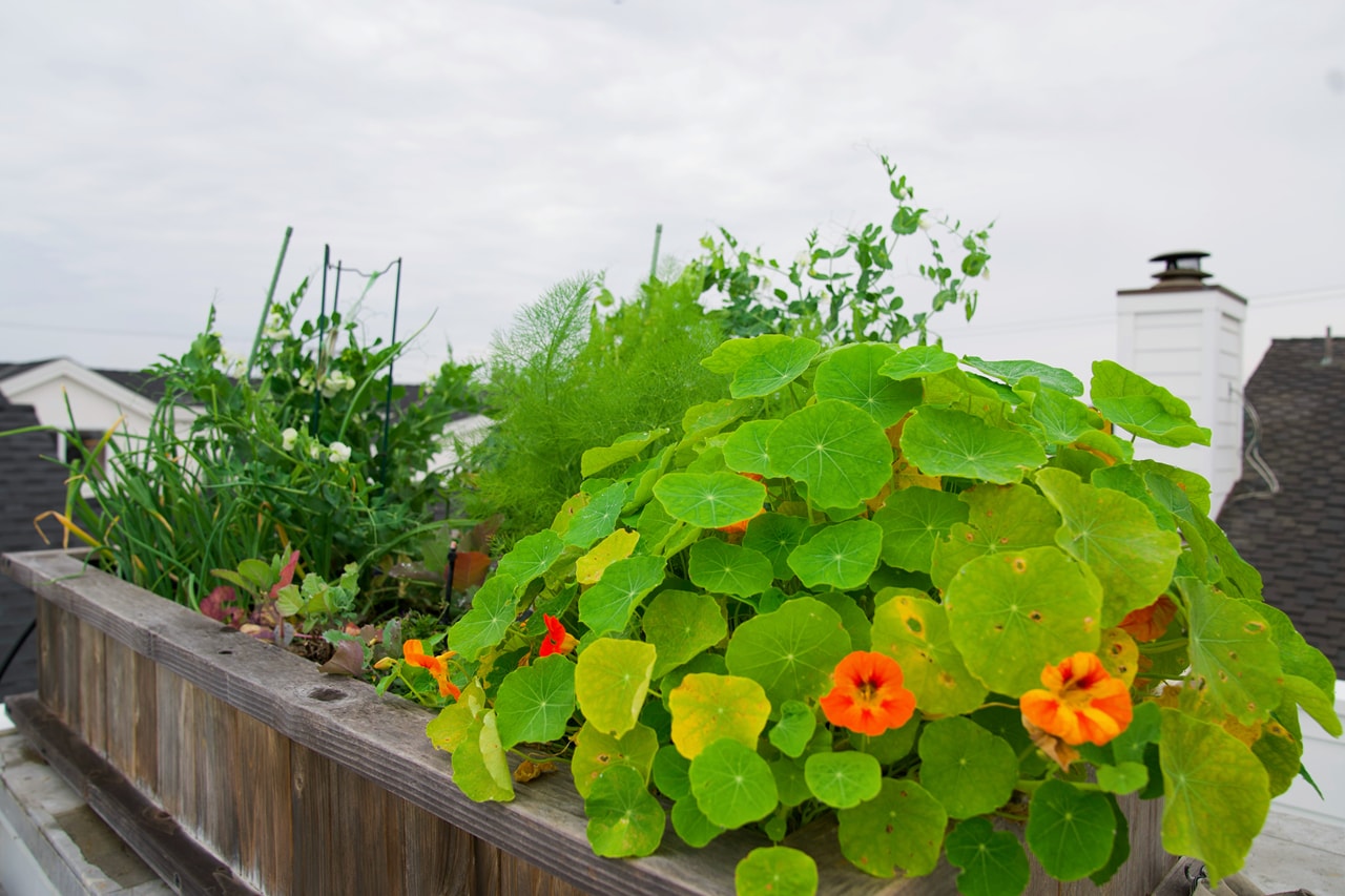 Collectors: Emilia Yin