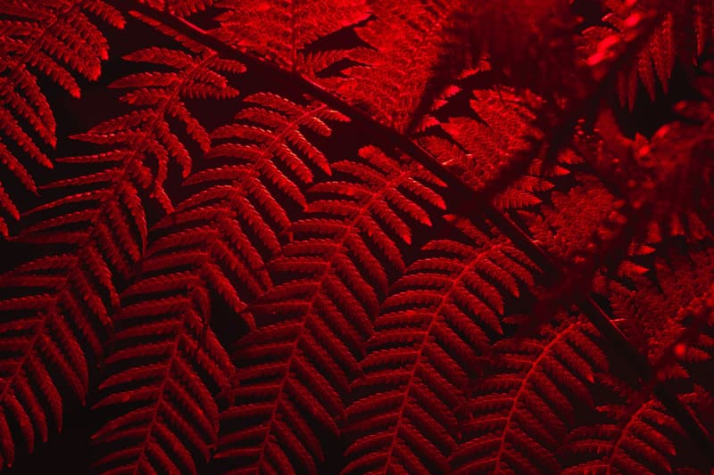 Julian Charrière Panchronic Garden Perrotin Exhibition