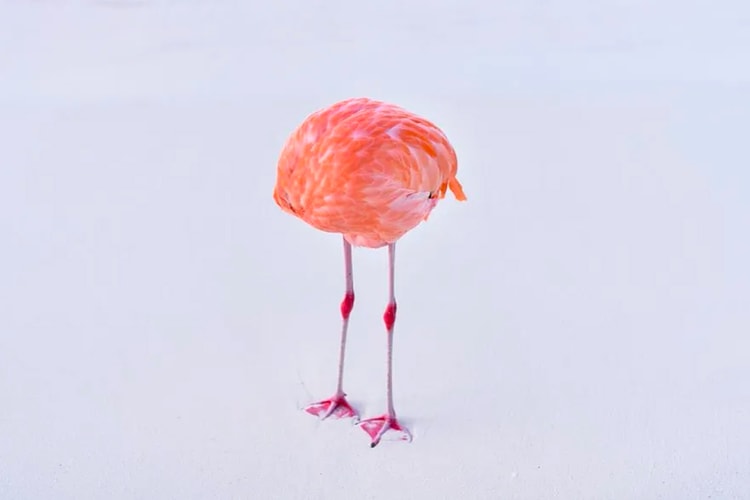 AI Prize Recipient Disqualified After Submitting a Real Photograph