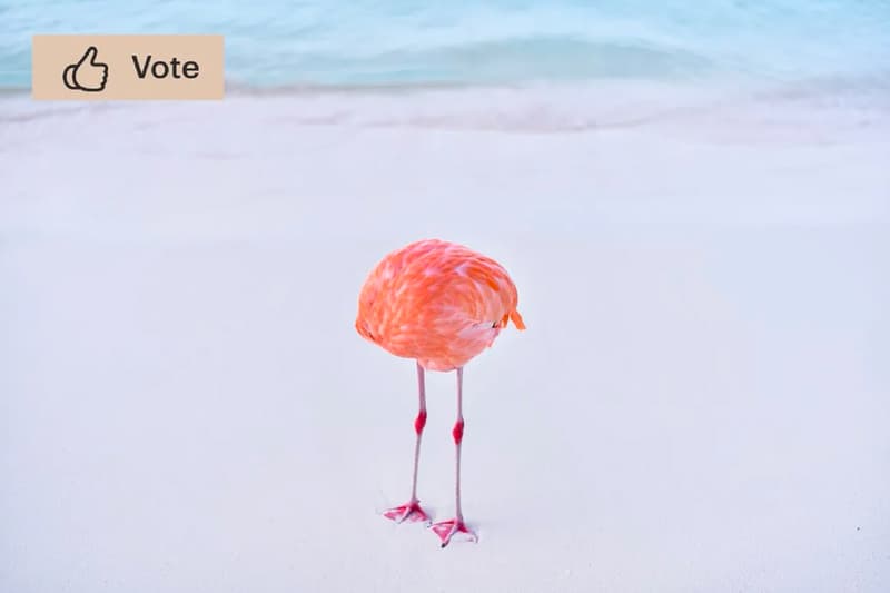 Real Photograph Wins AI Competition Miles Astray